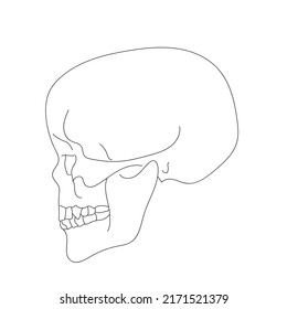 Cool skull in one line.