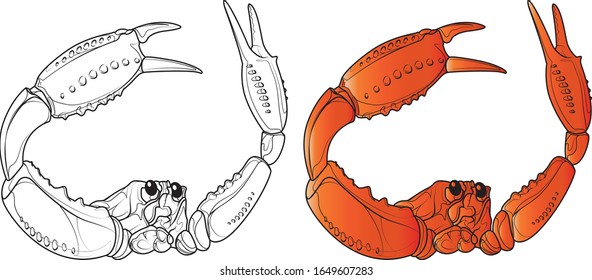 Cool Snow Crab Line and Vector Illustration Collection