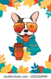 Cool trendy autumn poster. Сute puppy smile with fall foliage. French bulldog black and white in sunglasses and a turquoise scarf with glass of coffee. Vector illustration. Color cover,T-shirt drawing