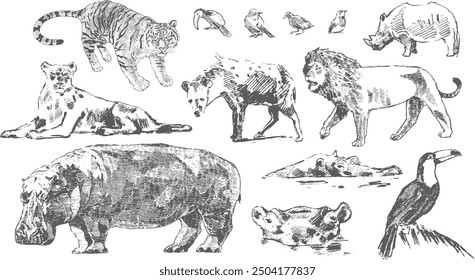 Cool vector set of classical ink illustration of african traditional animals lion hippo tukan tiger rhino birds vector tattoo style illustration simple linear art