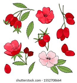 The coolection of the rose hip plants. Hand drawn vector set. Water color style illustration of the dog-roses and berries.