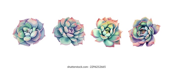 Coolection of succulent flower watercolor isolated on white background. Summer green botanical floral decoration elements. Vector illustration