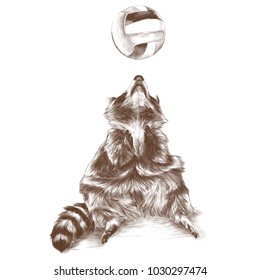 the Coon sitting and looking up with raised paws catches a beach ball, sketch vector graphics monochrome drawing