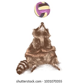 the Coon sitting and looking up with raised paws catches a beach ball, sketch vector graphics color picture