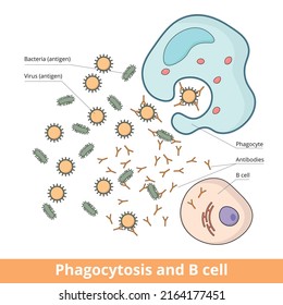 Cooperation between B cell and phagocyte during immune responce caused by antigens (bacteria or virus). B cell produces antibodies that weaken antigens and phagocyte eliminates them.