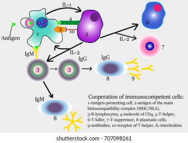 Cooperation of immunocompetent cells