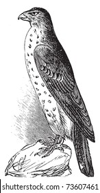 Cooper's Hawk or Accipiter Cooperi vintage illustration. Old engraving, lived traced vector from a scan from Trousset Encyclopedia 1886 - 1891