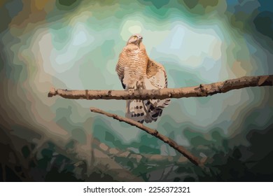 Coopers Hawk Vector Illustration Design