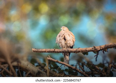 Coopers Hawk Vector Illustration Image Shape Design