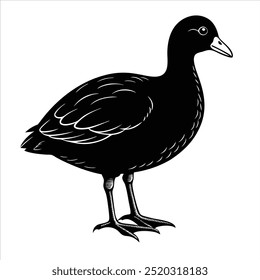 Coot 1 Bird, Whit and Black , Illustrator, Image, White Background