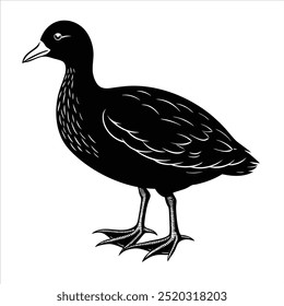 Coot Bird, Whit and Black , Illustrator, Image, White Background