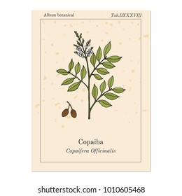 Copaiba (Copaifera officinalis), medicinal plant. Hand drawn botanical vector illustration