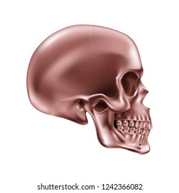 Copper Human Skull on White Background for Design