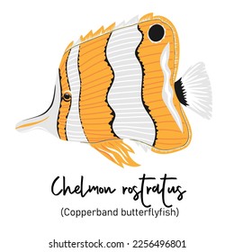 Copperband butterflyfish or Chelmon rostratus. Marine dweller with colorful body and fins for swimming. Concept of sea and ocean life. Vector illustration