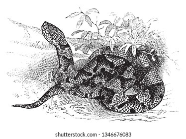 Copperhead is a snake of rather small size usualy under two feet and of a dull pale chestnut or hazel color with many blotches, vintage line drawing or engraving illustration.