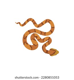 Copperhead snake, top view - flat vector illustration isolated on white background. Eastern copperhead reptile crawling. Concepts of animals, wildlife and nature.