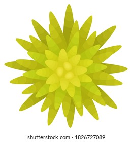 Coppertone sedum succulent. Top view. Isolated on white background. Vector illustration.