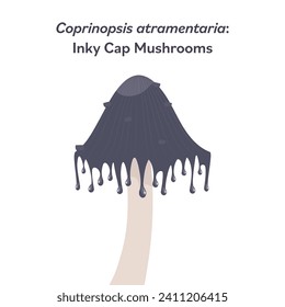 Coprinopsis atramentaria inky cap mushroom vector illustration graphic