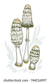 Coprinus comatus fungus. Vector illustration.
