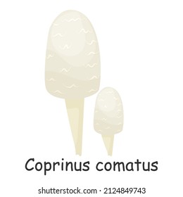 Coprinus comatus. Mushroom. Isolated on white background. Forest. For your design.