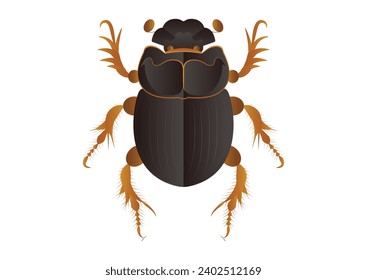 Copris Lunaris Female Beetle Vector Art isolated on White Background