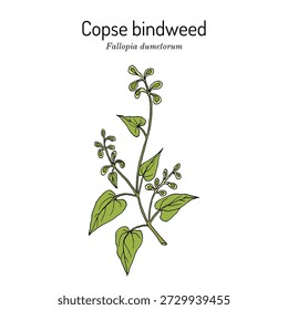 Copse bindweed (Fallopia dumetorum), weed plant. Hand drawn botanical vector illustration