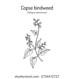 Copse bindweed (Fallopia dumetorum), weed plant. Hand drawn botanical vector illustration