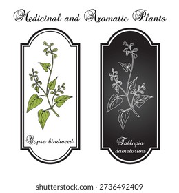 Copse bindweed (Fallopia dumetorum), weed plant. Hand drawn botanical vector illustration