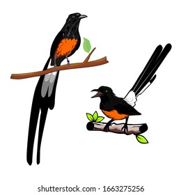 
Copsychus malabaricus bird with a white background