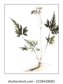 Coptis teeta, hand-painted floral and botanical painting, hand-painted herbal painting, natural herbs.