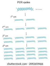 The copy number of DNA template each amplification cycle for Polymerase Chain reaction (PCR) 