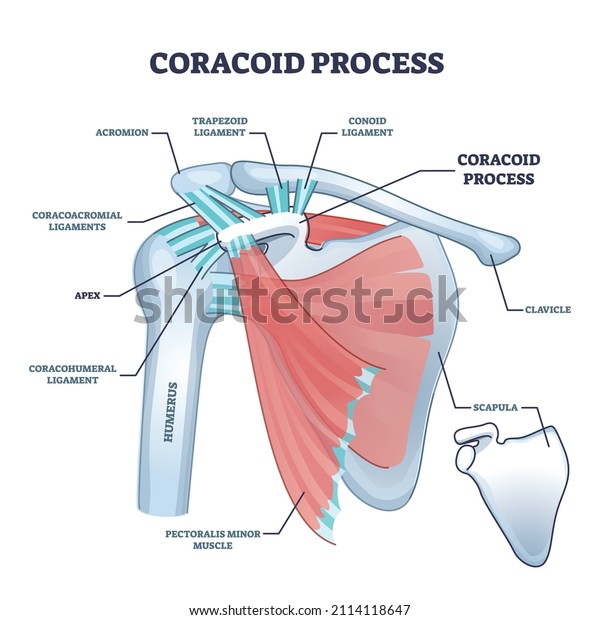 Coracoid process with anatomical osseous\
skeletal structure outline diagram. Labeled educational physiology\
scheme with shoulder bones, ligaments and muscle titles description\
vector illustration.