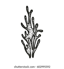 Coral