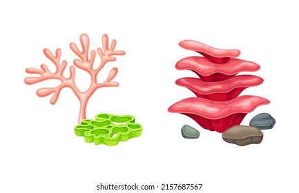 Plantas de coral y algas marinas. Ilustración de vectores de la flora submarina