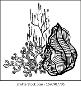 Dibujo gráfico vectorial de corales y algas 