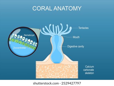 Coral anatomy. Cross section and structure of a polyp with digestive cavity, Mouth, and Tentacles. Close-up of epithelium with Zooxanthellae, and stinging cell or nematocyst. Vector poster