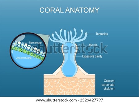 Coral anatomy. Cross section and structure of a polyp with digestive cavity, Mouth, and Tentacles. Close-up of epithelium with Zooxanthellae, and stinging cell or nematocyst. Vector poster