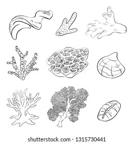 coral background pattern ocean isolated design illustration seashell shell set marine tropical summer aquarium aquatic beautiful nature reef