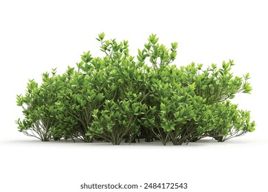 coral beauty bush isolated on white background