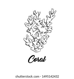 Coral black ink hand drawn illustration. Marine life, sea reef ecosystem wildlife monochrome engraving. Aquarium decoration. Scuba diving, snorkeling club logo. Poster, banner design element