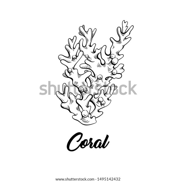 Coral Black Ink Hand Drawn Illustration Stock Vector Royalty Free