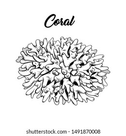 Coral black and white hand drawn illustration. Marine life, sea reef ecosystem wildlife sketch for coloring book. Aquarium decoration monochrome engraving. Scuba diving club poster design element