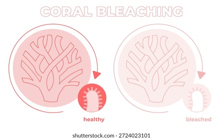 Ilustración de comparación de blanqueamiento de coral que muestra la diferencia entre coral sano y coral blanqueado de una manera simple y comprensible. La obra de arte del Vector destaca los efectos del cambio climático, el aumento de la temperatura del mar y la presión ambiental sobre los arrecifes de coral. Diseñado para uso educativo, infografía, comunicación ambiental, temas de sostenibilidad y conciencia del ecosistema marino.