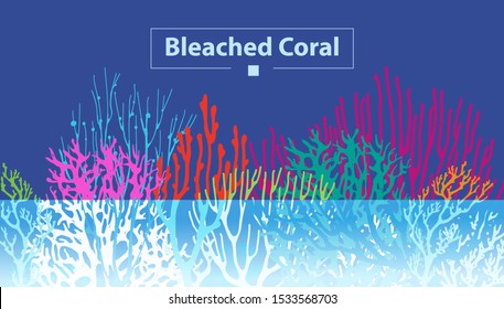 Coral Bleaching occurs rising sea temperatures and Global Warming are killing coral reefs 