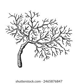 Coral branch ink sketch vector illustration. Tropical sea reef animal in simple black and white style. Underwater seaweed and marine element for nautical prints