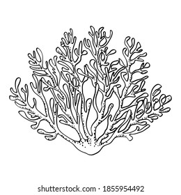 Coral Branch, Isolated On White Background. Black Outline, Dots Texture, Hand Drawn Sketch, Doodle Style. Vector Illustration: Sea Life, Ocean Floor, Animal, Plant, Nature, Undersea Design.