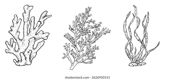 Coral branches and a clump of algae in the rocks, black and white ink drawing. Vector illustration. A set of plants from the underwater world of the ocean, isolated on a white background. Marine theme