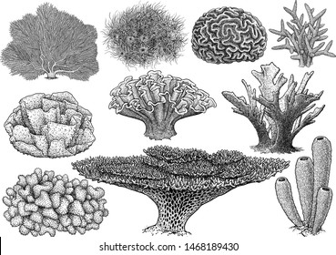 Coral collection  illustration  drawing  engraving  ink  line art  vector