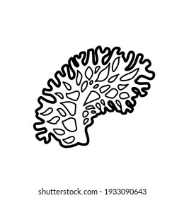 Coral coloring book linear drawing isolated on white background