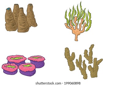 coral design